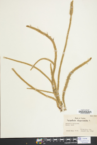 Lycopodiella alopecuroides image