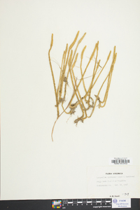 Lycopodium appressum image