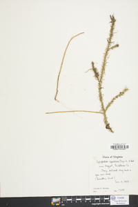 Lycopodium appressum image