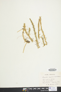 Lycopodium appressum image