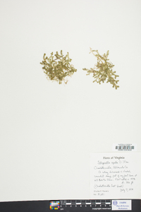 Selaginella apoda image