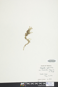 Selaginella apoda image