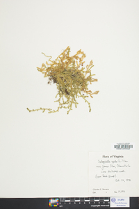 Selaginella apoda image