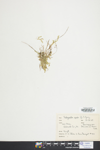 Selaginella apoda image