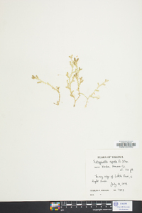 Selaginella apoda image