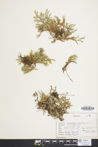 Selaginella rupestris image