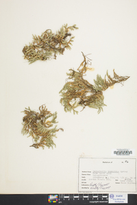 Selaginella rupestris image