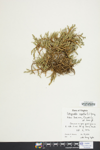 Selaginella rupestris image