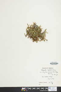 Selaginella rupestris image