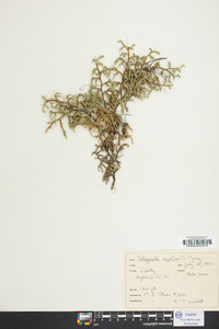 Selaginella rupestris image