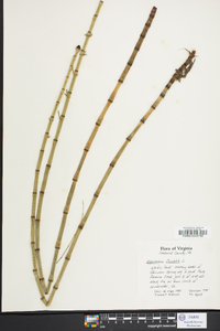 Equisetum fluviatile image