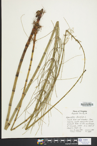 Equisetum fluviatile image