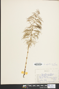 Equisetum sylvaticum image