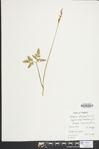 Sceptridium biternatum image
