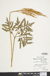 Sceptridium dissectum f. obliquum image