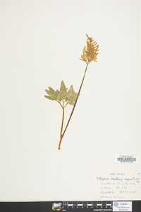 Sceptridium dissectum f. obliquum image