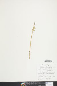 Botrychium matricariifolium image