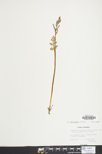 Botrychium matricariifolium image