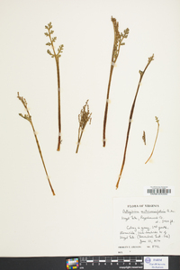 Botrychium matricariifolium image