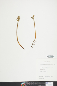 Botrychium matricariifolium image