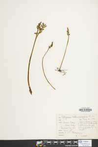 Botrychium matricariifolium image