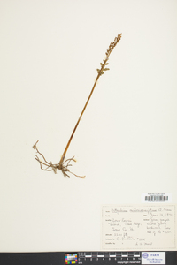 Botrychium matricariifolium image