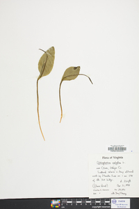 Ophioglossum vulgatum image