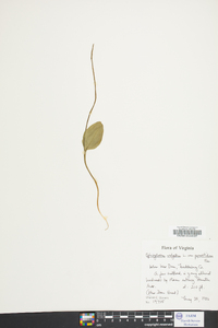 Ophioglossum vulgatum image