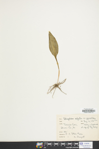 Ophioglossum vulgatum image