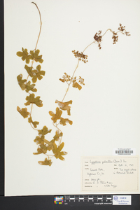 Lygodium palmatum image