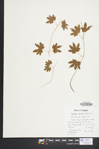 Lygodium palmatum image