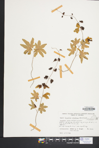 Lygodium palmatum image