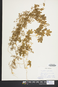 Lygodium palmatum image