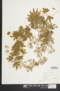 Lygodium palmatum image