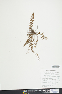 Asplenium bradleyi image