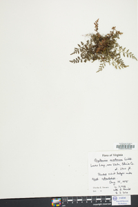 Asplenium montanum image