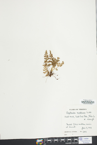 Asplenium montanum image