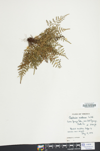 Asplenium montanum image