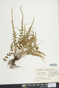 Asplenium pinnatifidum image