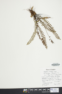 Asplenium resiliens image