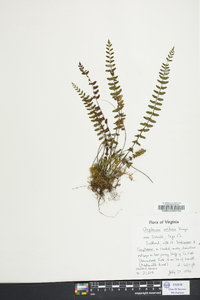 Asplenium resiliens image