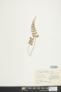 Asplenium x trudellii image