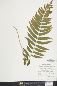 Athyrium pycnocarpon image