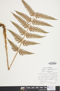 Dryopteris australis image