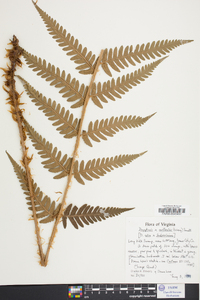 Dryopteris australis image