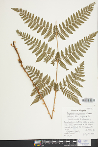 Dryopteris campyloptera image