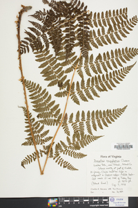 Dryopteris campyloptera image