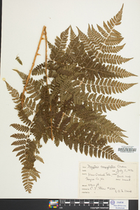 Dryopteris campyloptera image