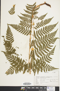 Dryopteris campyloptera image