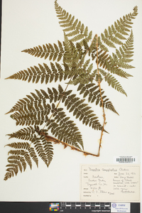 Dryopteris campyloptera image